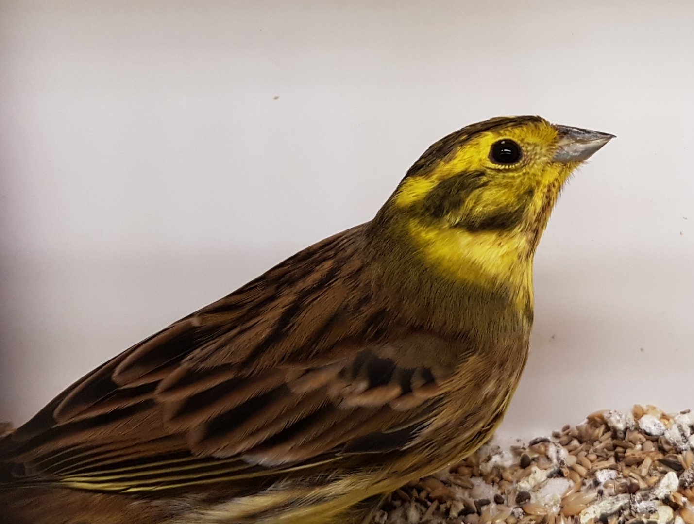 Yellowhammer