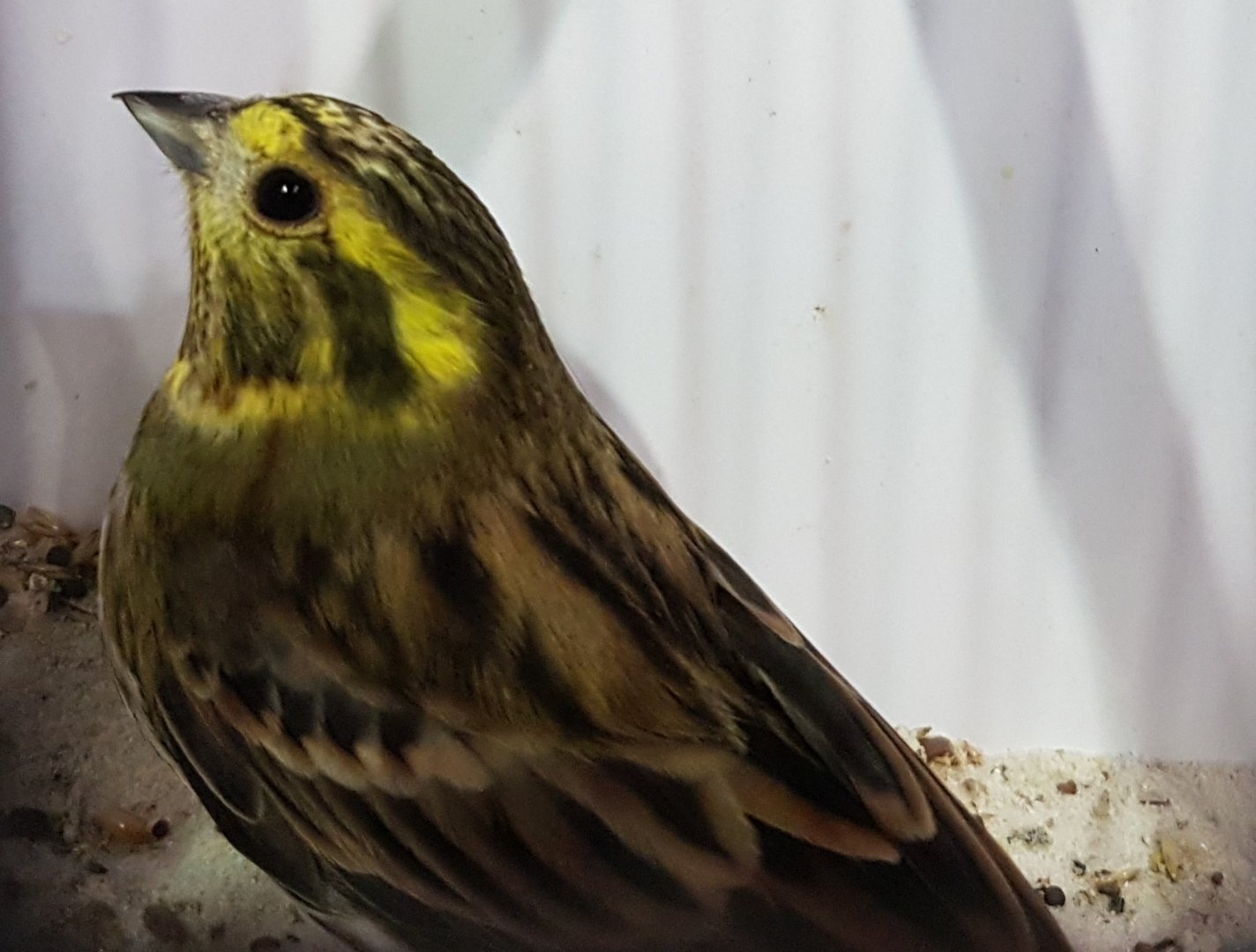 Yellowhammer