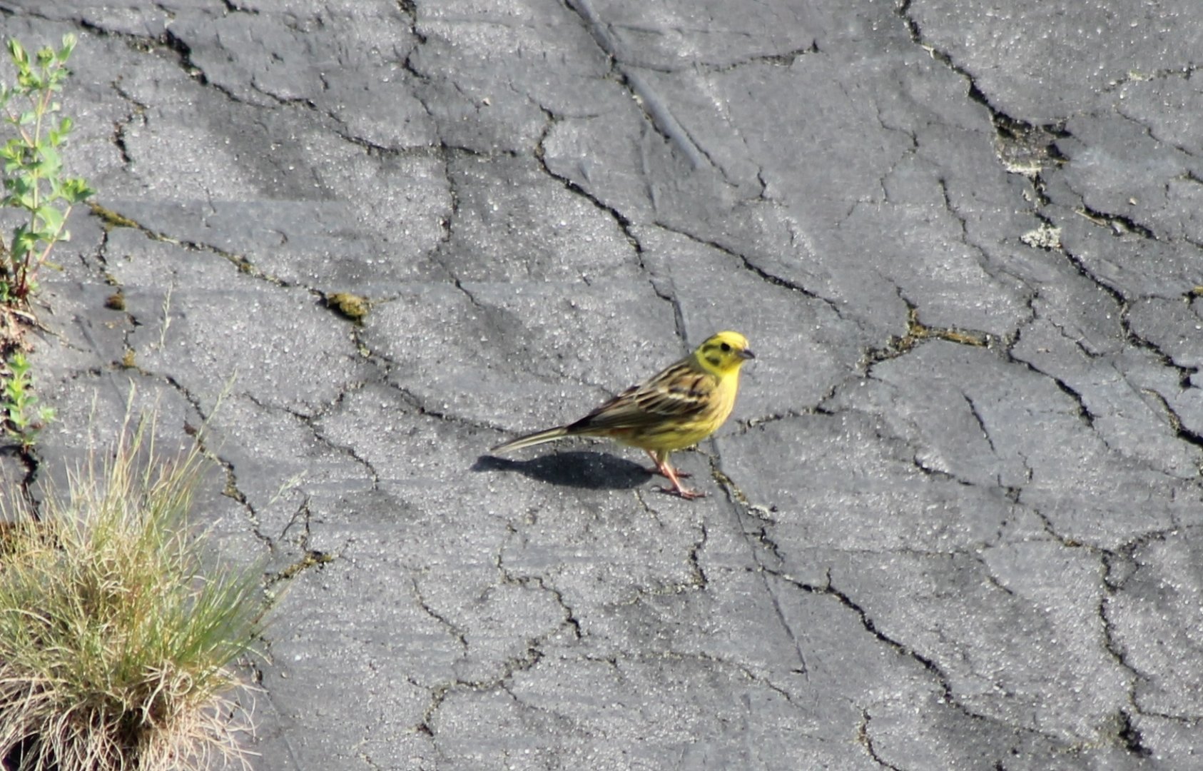 Yellowhammer