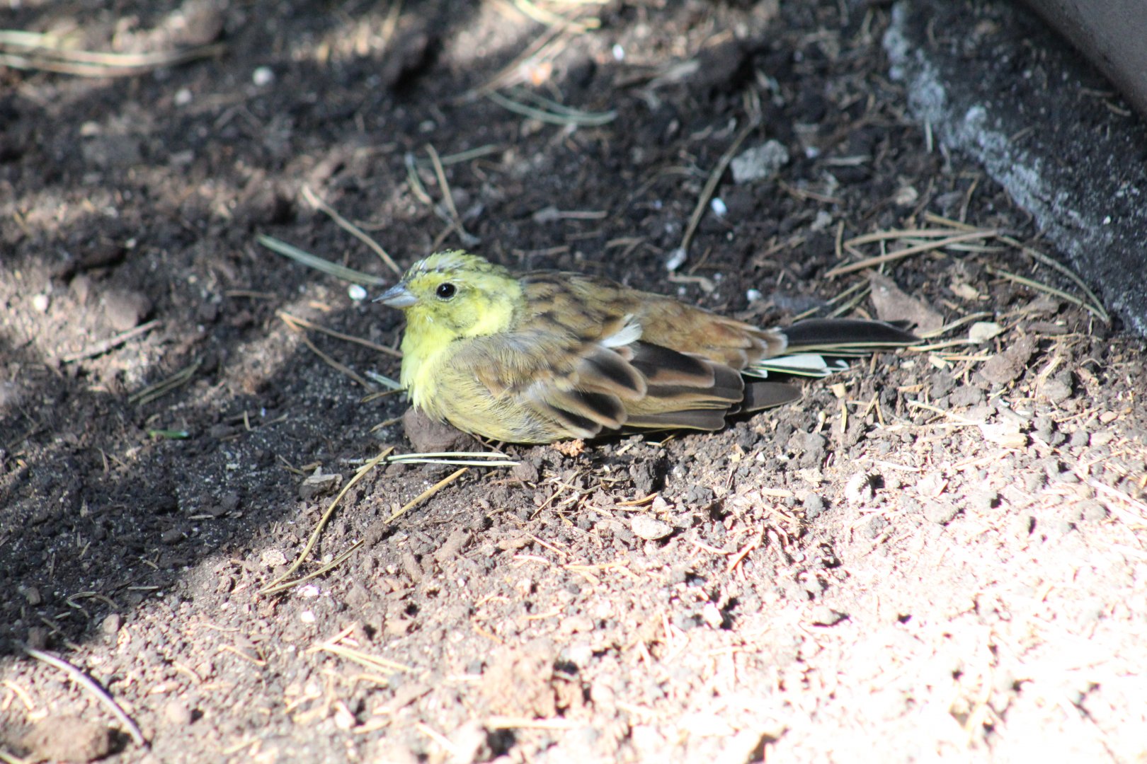 Yellowhammer