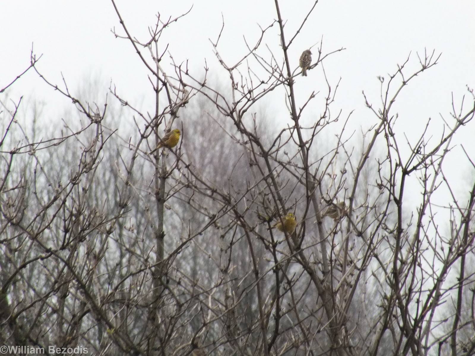 Yellowhammers - Kampinos National Park