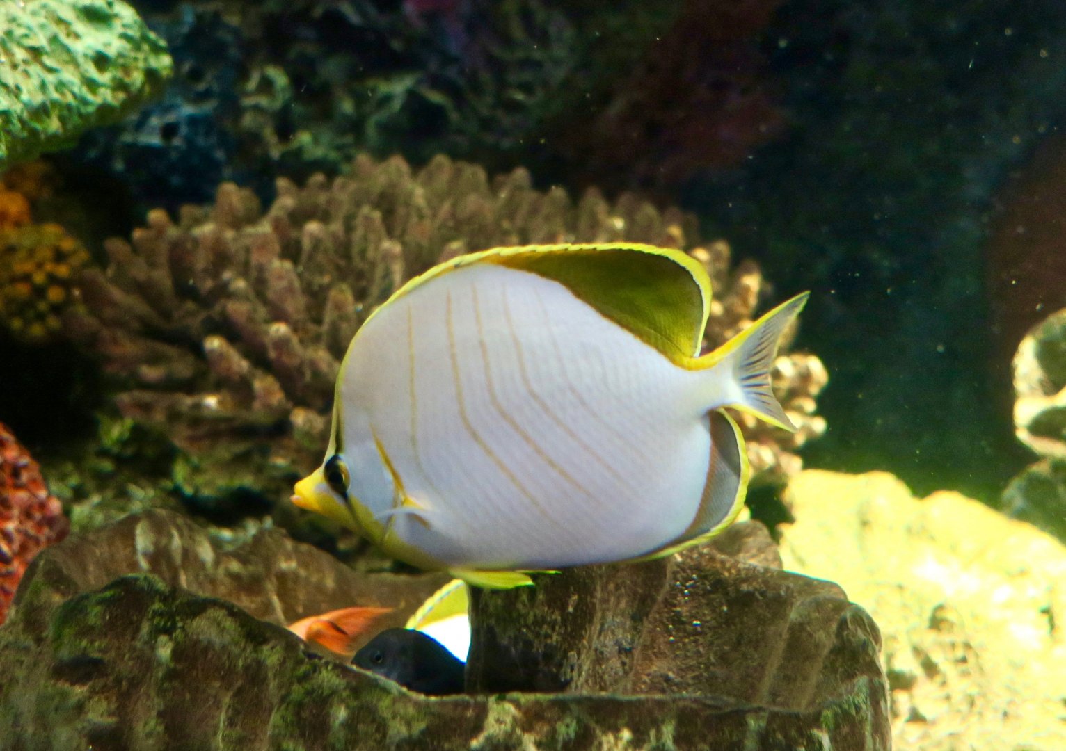 Yellowhead Butterflyfish (Chaetodon xanthocephalus)
