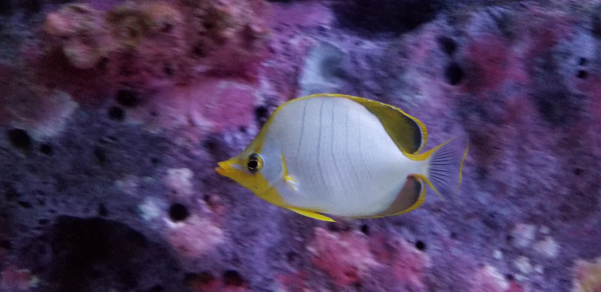 Yellowhead Butterflyfish