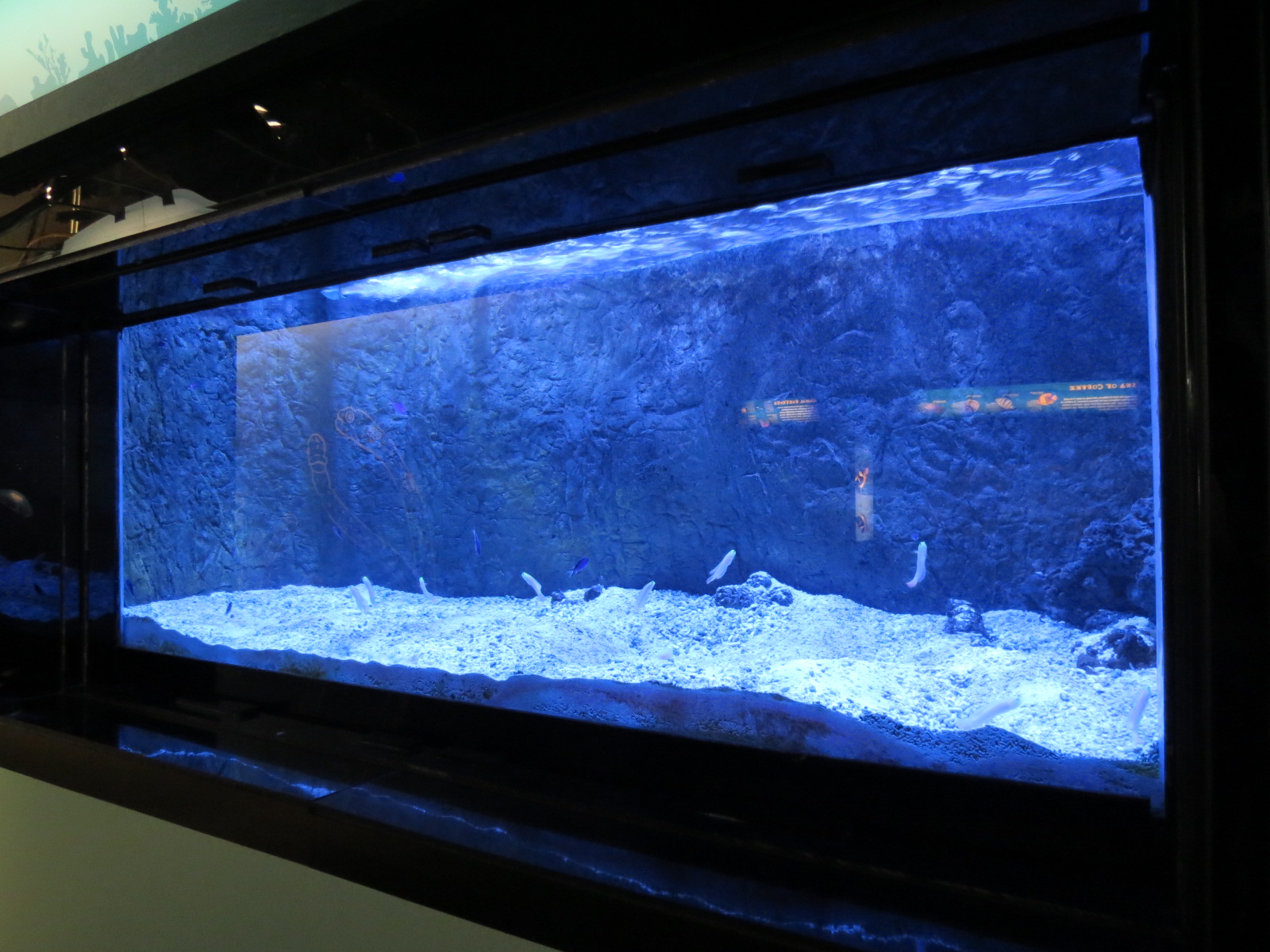 Yellowhead Jawfish and Blue Reef Chromis Exhibit
