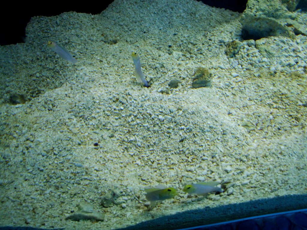 Yellowhead Jawfish at Miami Seaquarium, 16/10/13