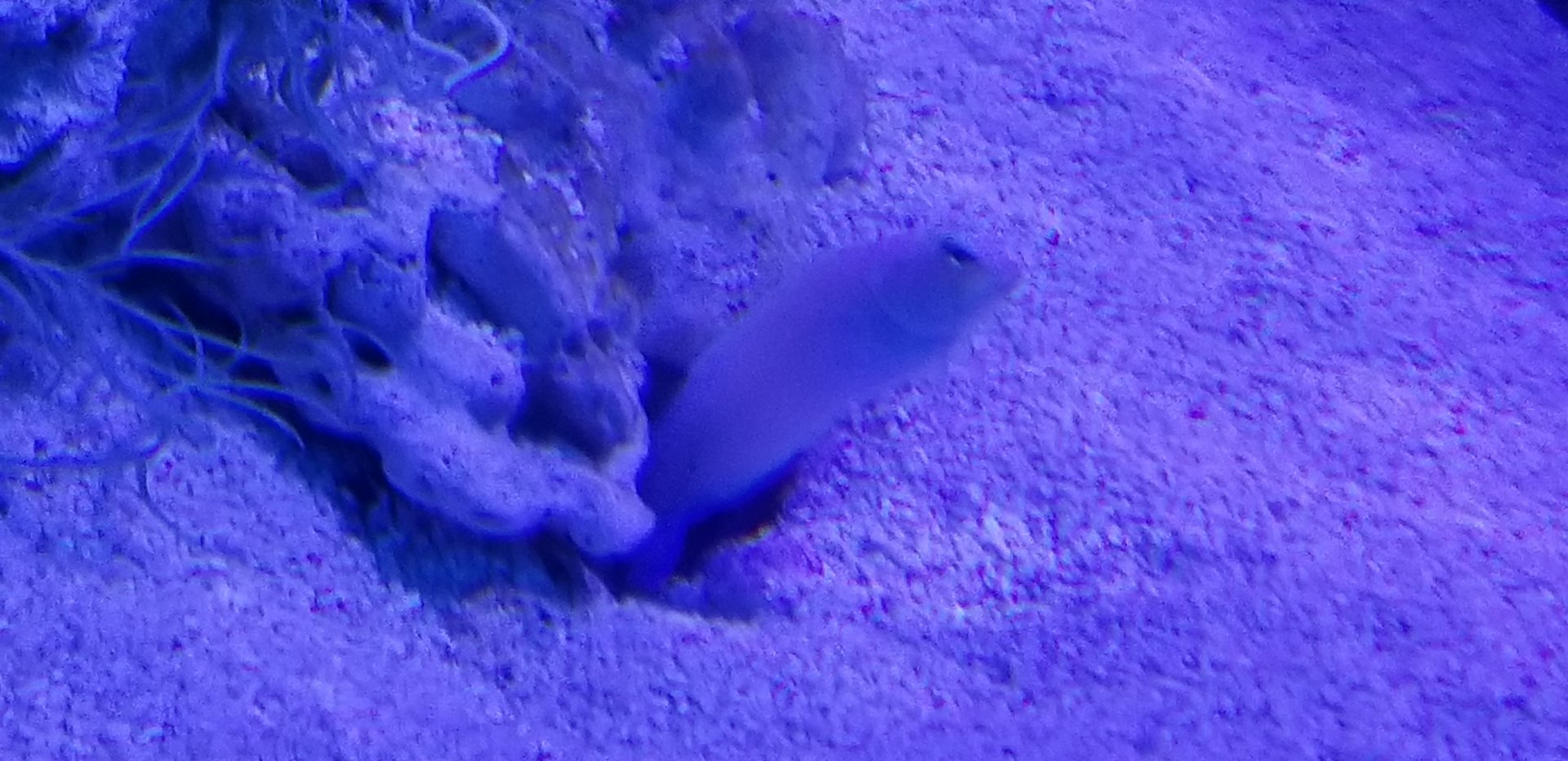 Yellowhead Jawfish (Opistognathus aurifrons)