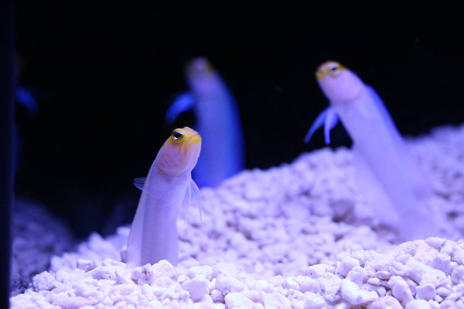 Yellowhead jawfish - Sumida Aquarium, February 2016