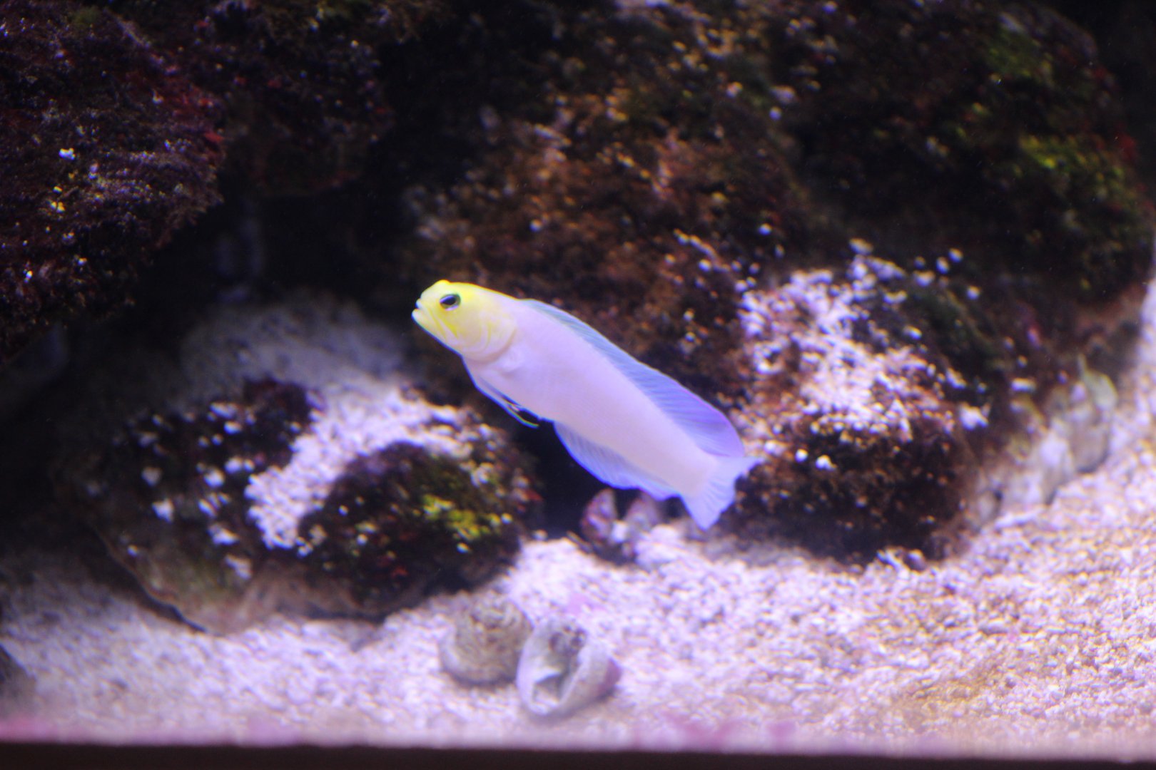 Yellowhead Jawfish