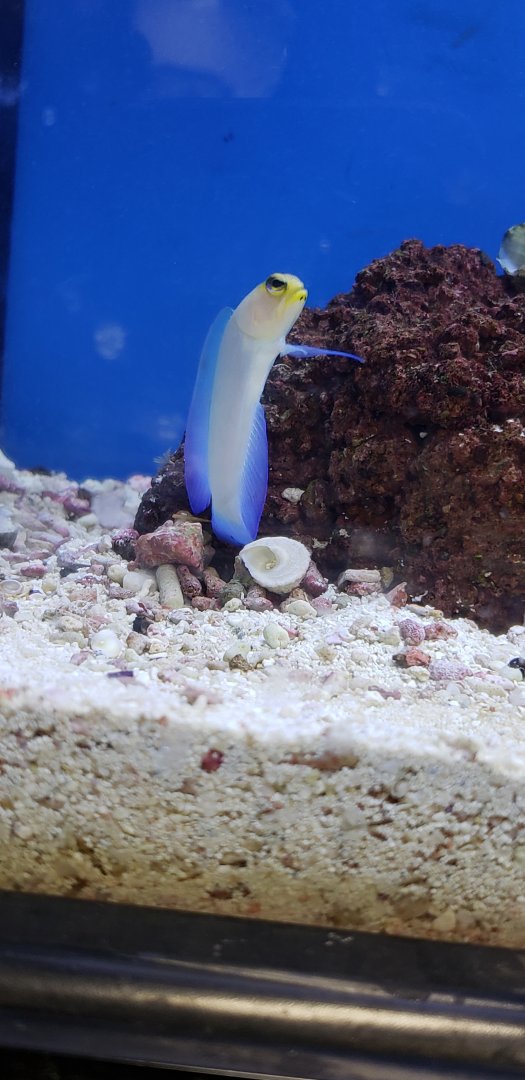 Yellowhead Jawfish