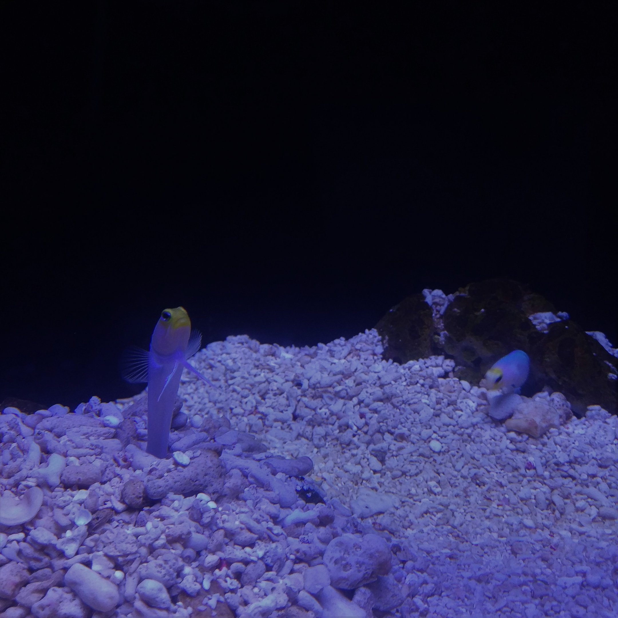 Yellowhead Jawfish