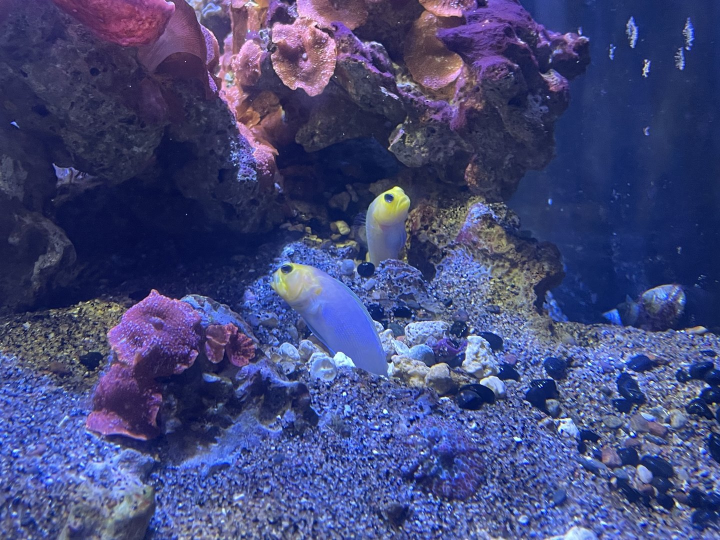 Yellowhead Jawfish