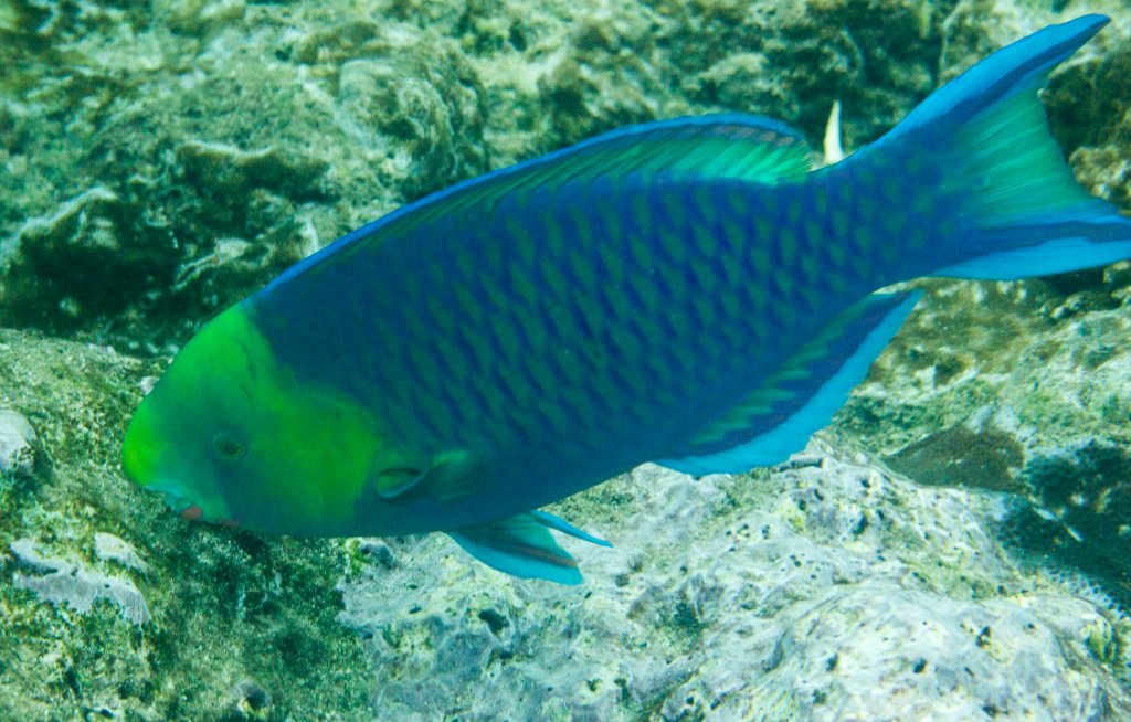 Yellowhead Parrotfish