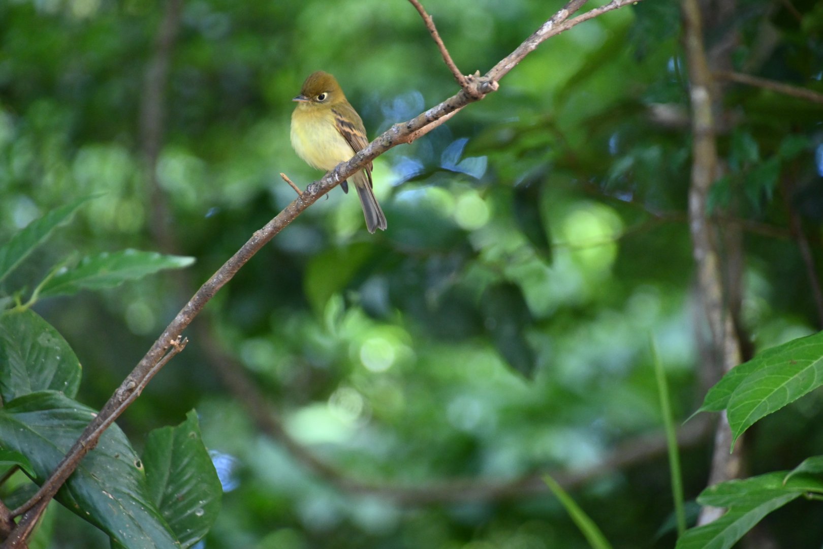 Yellowish flycatcher (Empidonax flavescens)