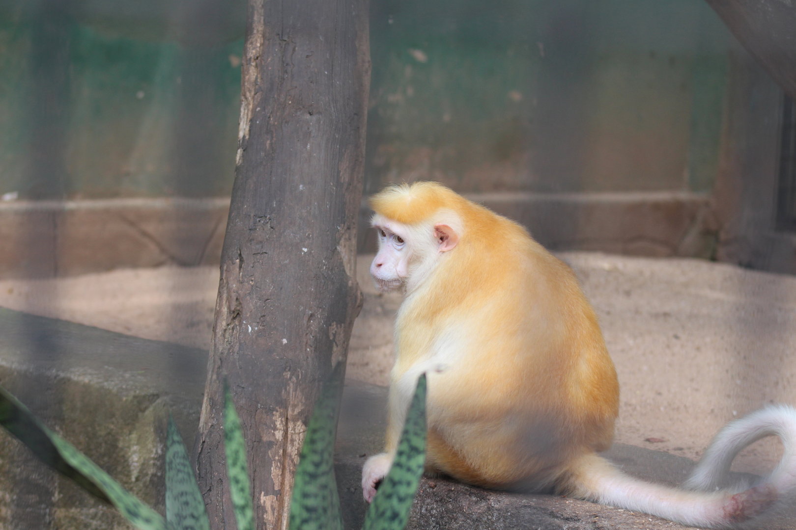 Yellowish form Albino Toque macaque