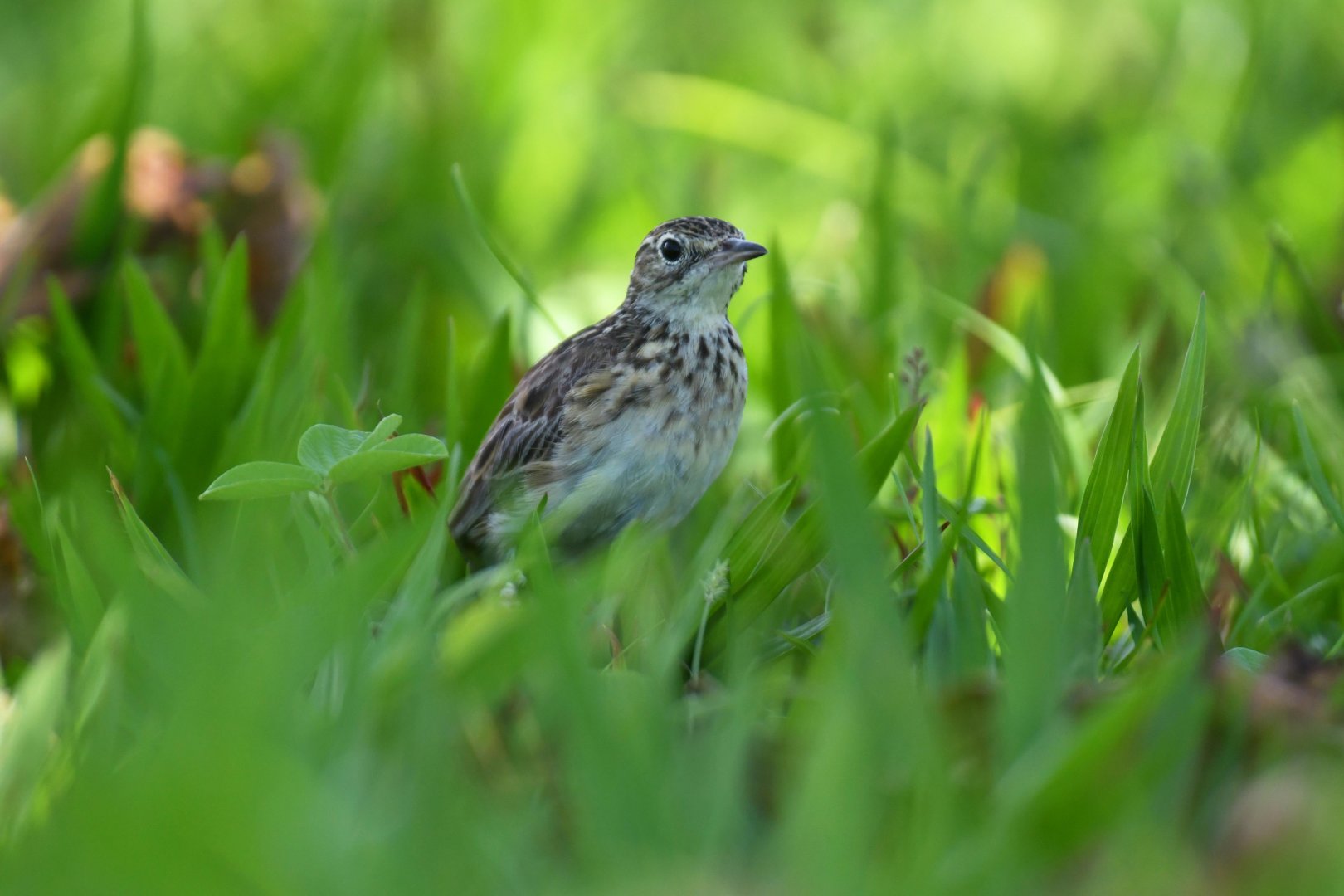 Yellowish Pipit (Anthus lutescens)
