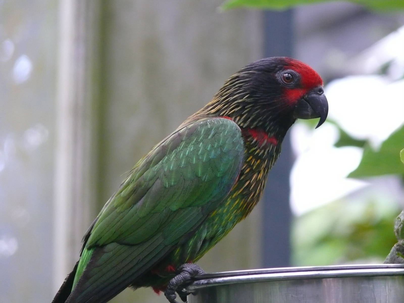 Yellowish streaked lory (Chalcopsitta sintillata)