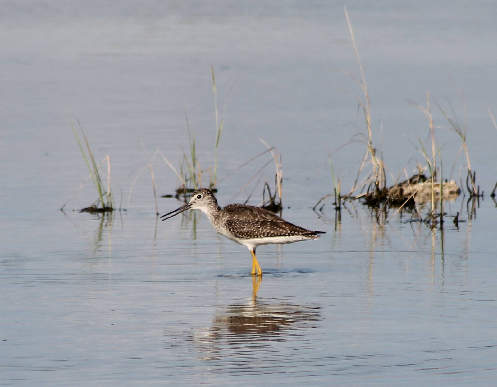 Yellowleg