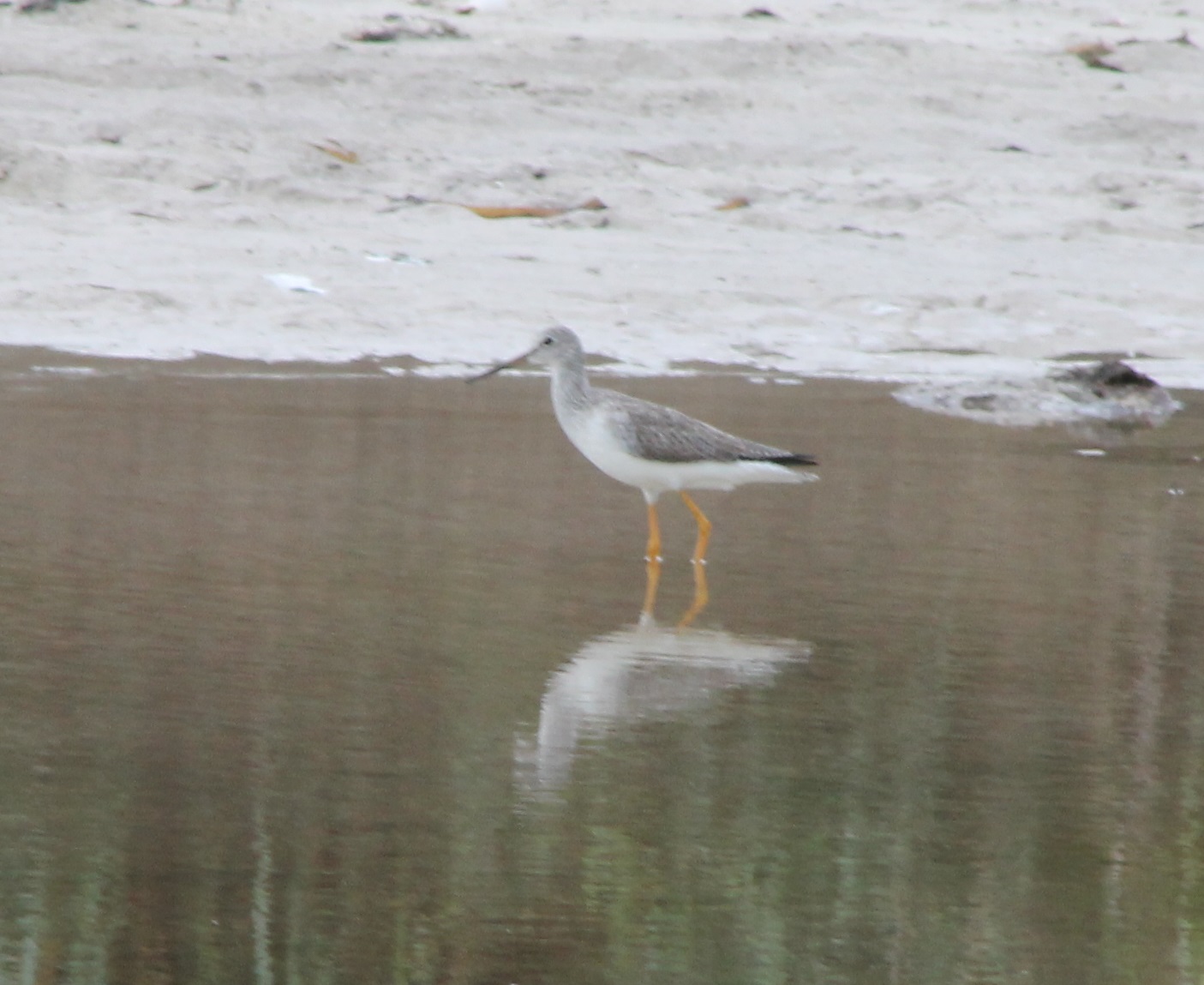 Yellowlegs