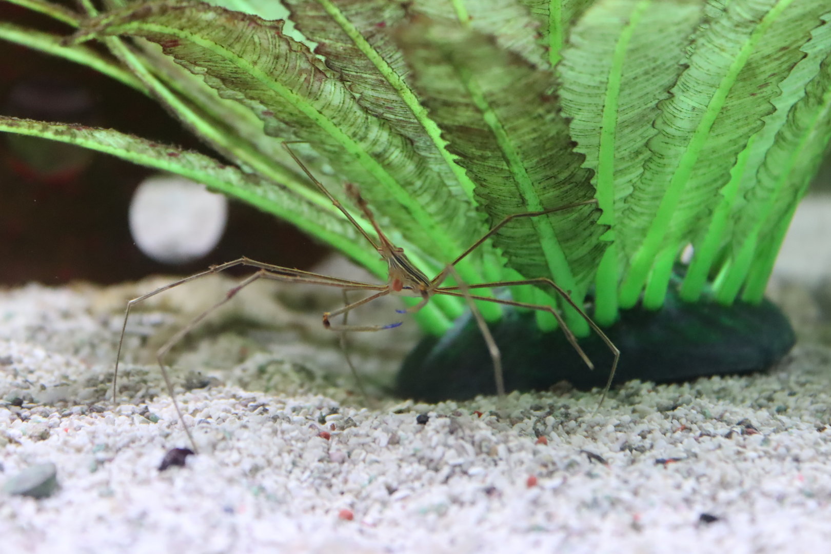 Yellowline Arrow Crab