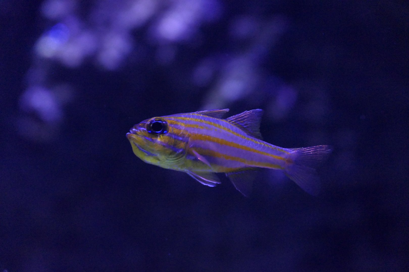 Yellowlined Cardinalfish (Ostorhinchus chrysotaenia)
