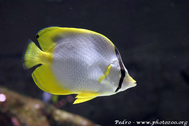 Yellowmargin butterflyfish (Chaetodon ocellatus)