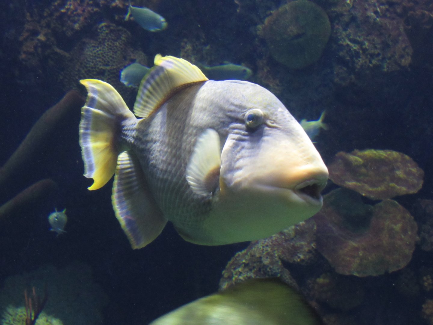 Yellowmargin Triggerfish at Shedd Aquarium