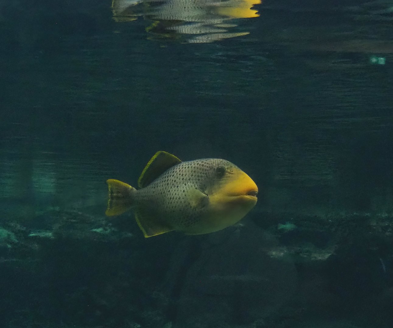Yellowmargin triggerfish (Pseudobalistes flavimarginatus), 2023-10-07