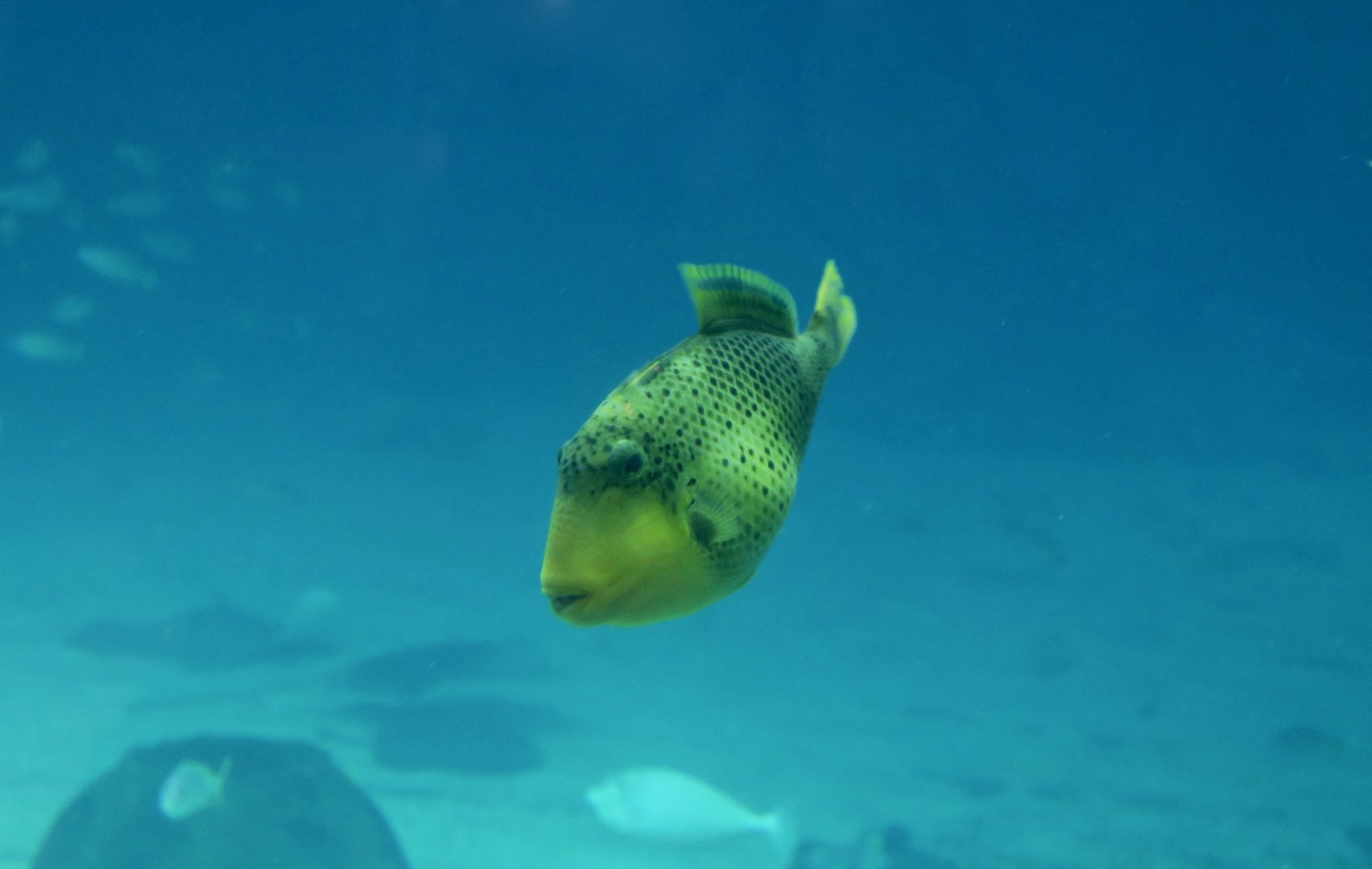 Yellowmargin Triggerfish (Pseudobalistes flavimarginatus)