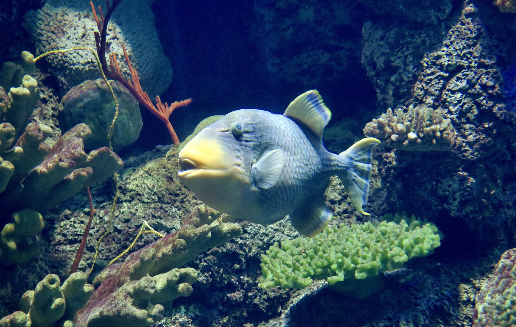 Yellowmargin Triggerfish (Pseudobalistes flavimarginatus)