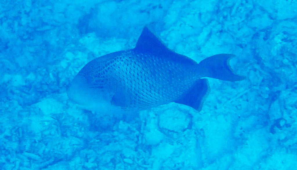 Yellowmargin Triggerfish
