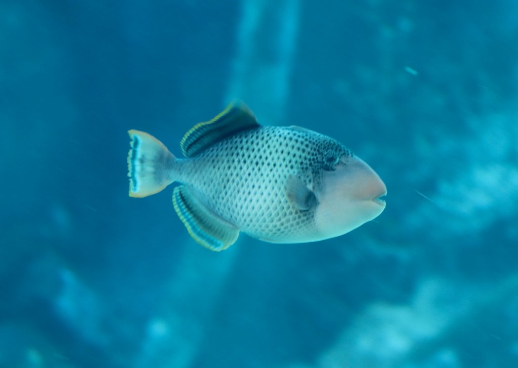 Yellowmargin Triggerfish