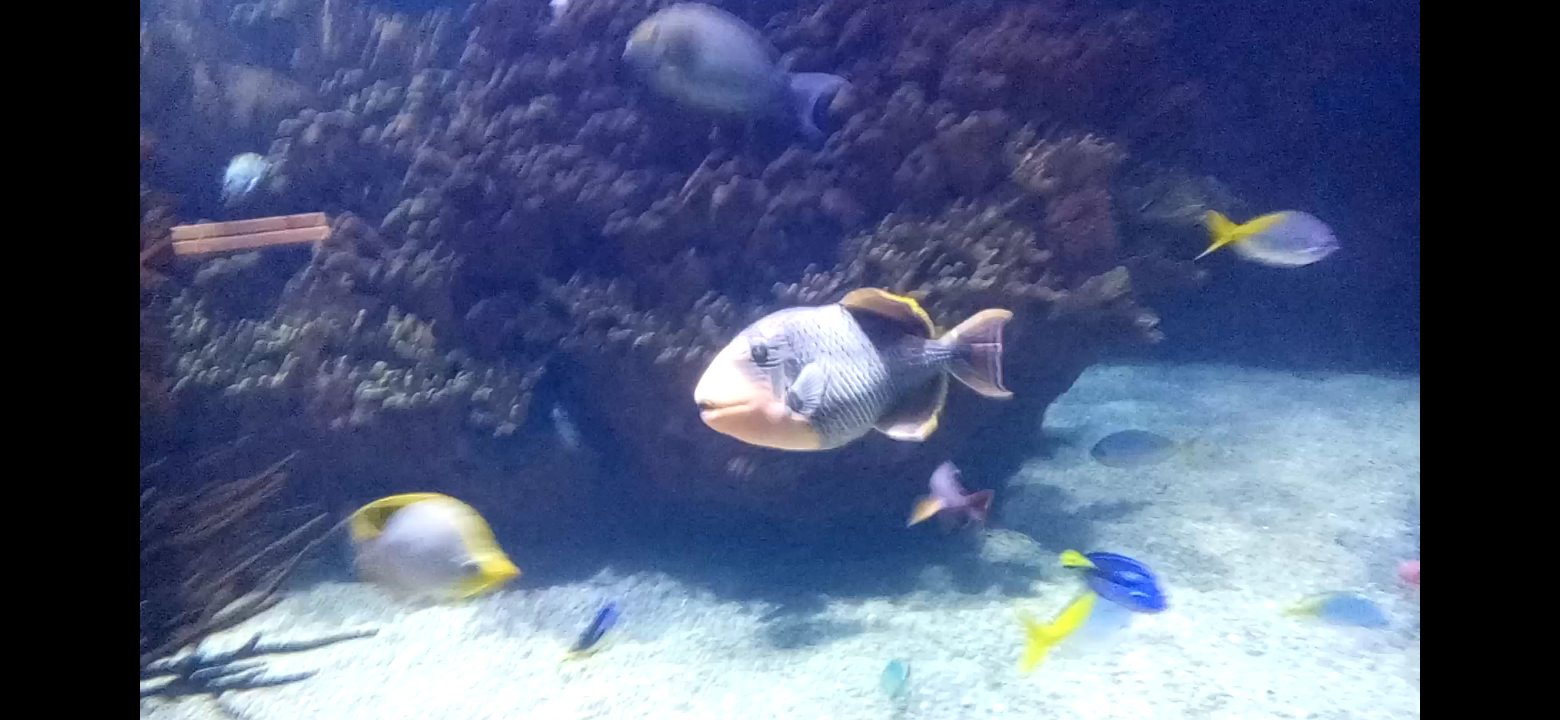 Yellowmargin triggerfish