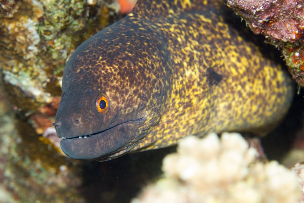 Yellowmargined Moray
