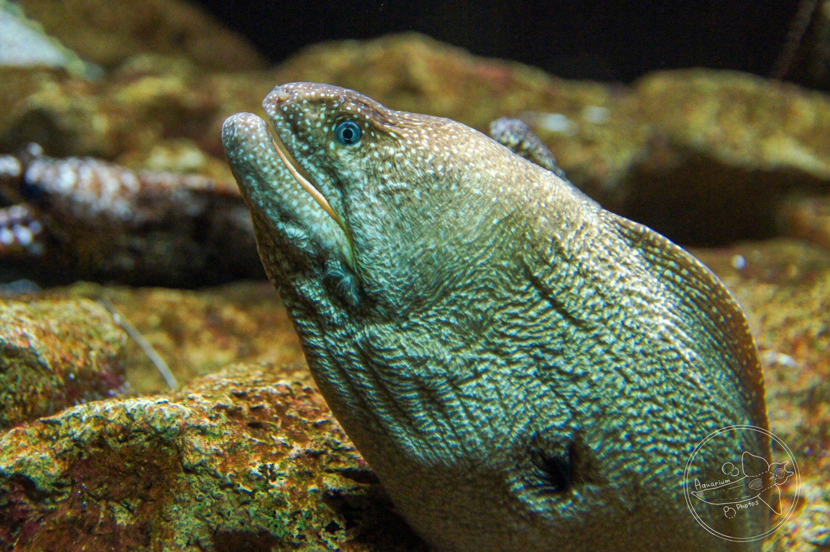 Yellowmouth Moray (Gymnothorax nudivomer)
