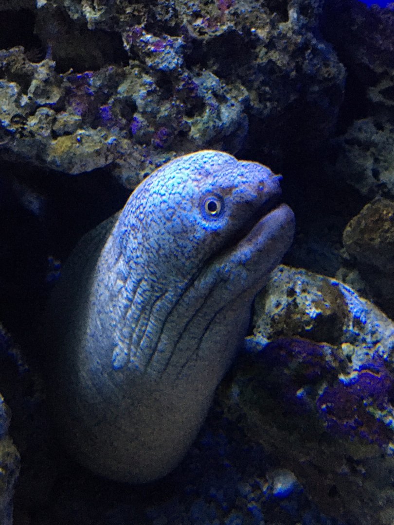 Yellowmouth Moray
