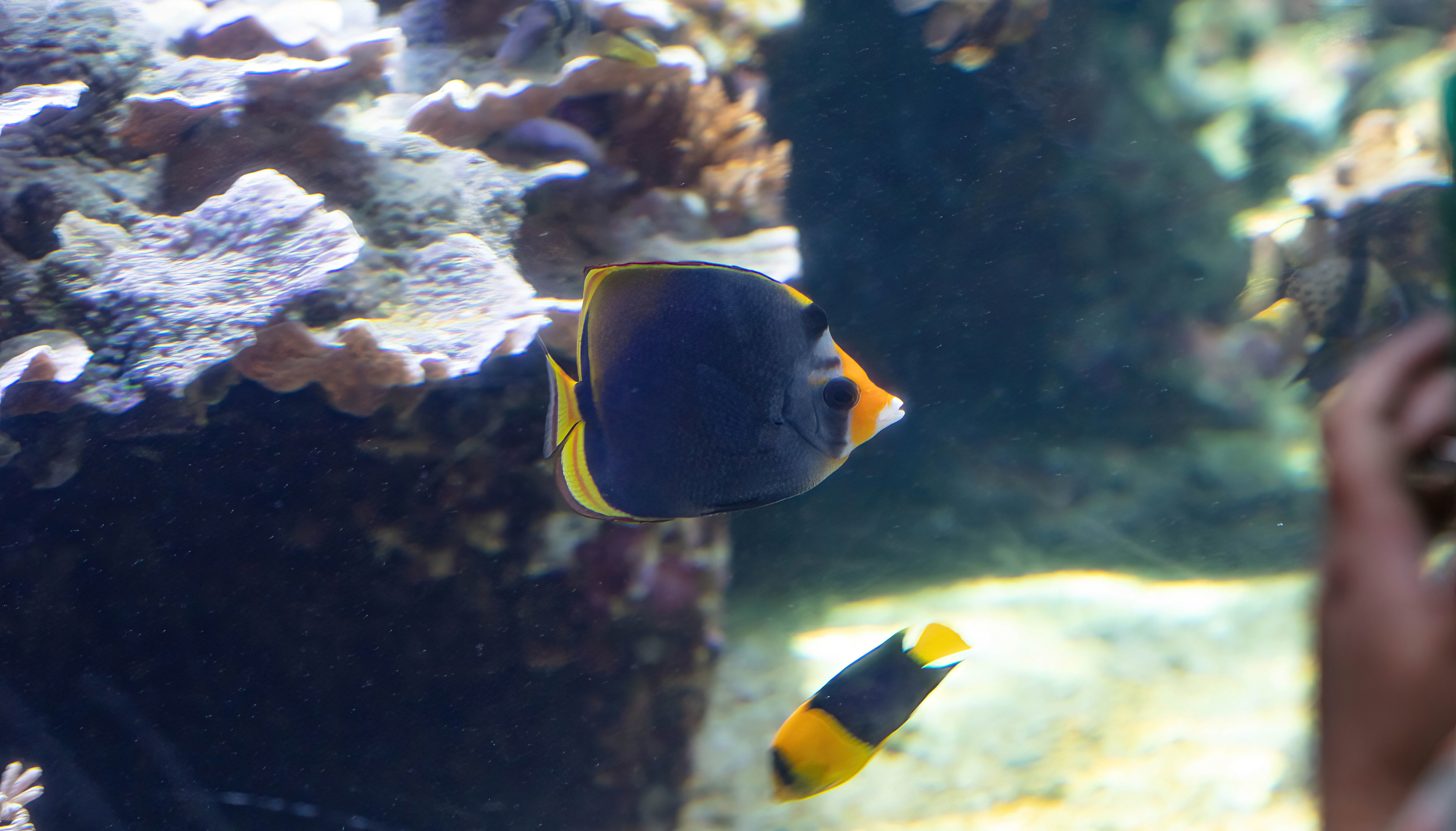 Yellowsnout Butterflyfish
