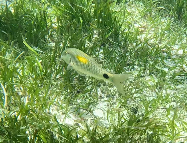 Yellowspot Goatfish (Parupeneus indicus)