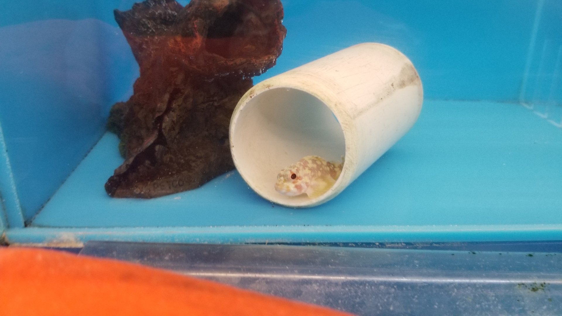 Yellowspotted scorpionfish, Sebastapistes cyanostigma