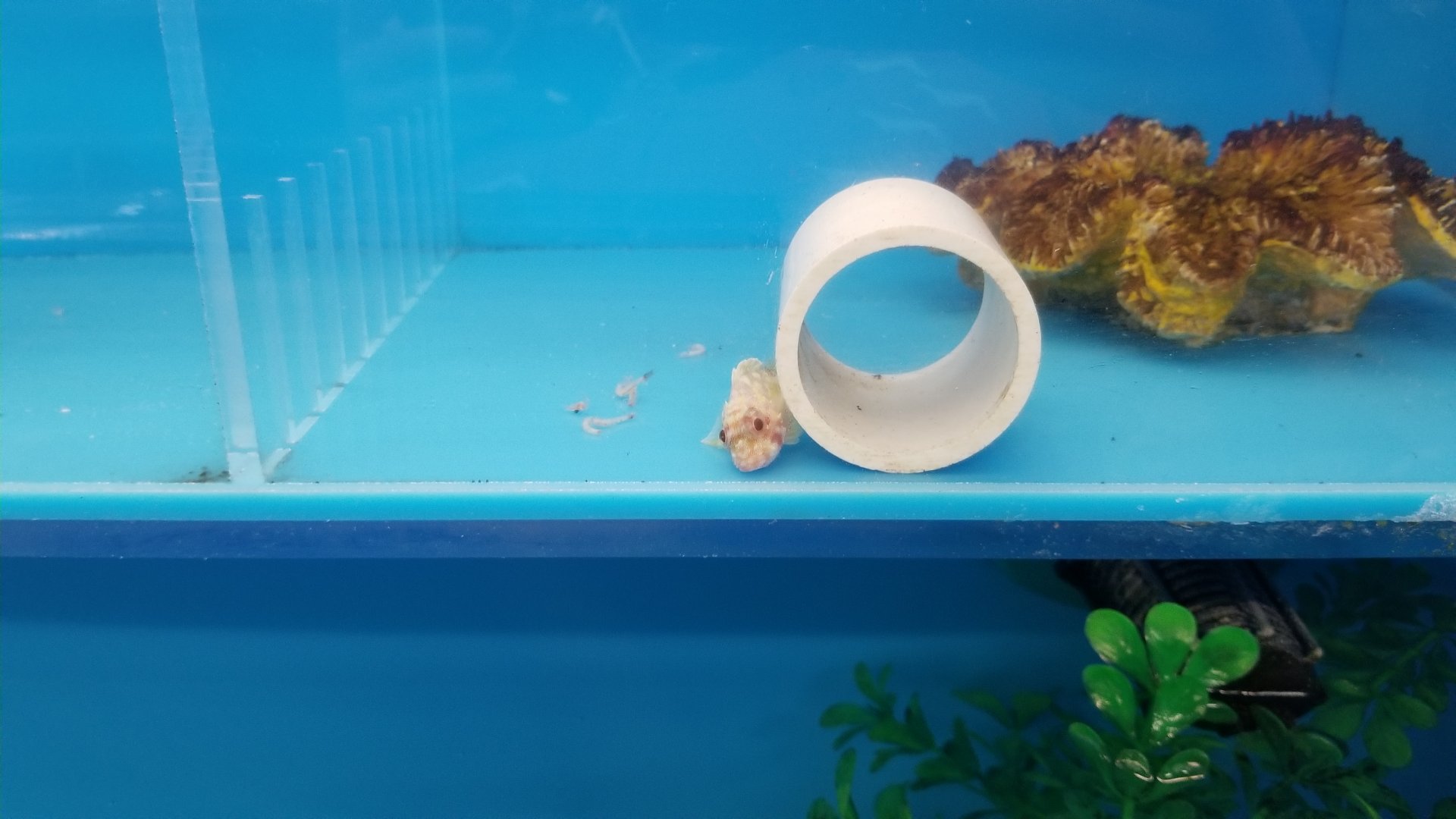 Yellowspotted scorpionfish, Sebastapistes cyanostigma