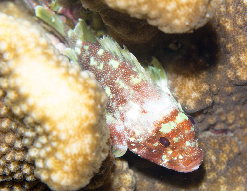 Yellowspotted Scorpionfish