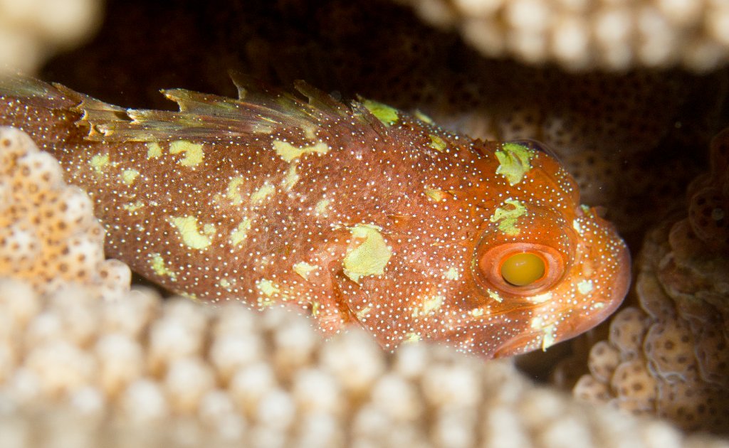 Yellowspotted Scorpionfish