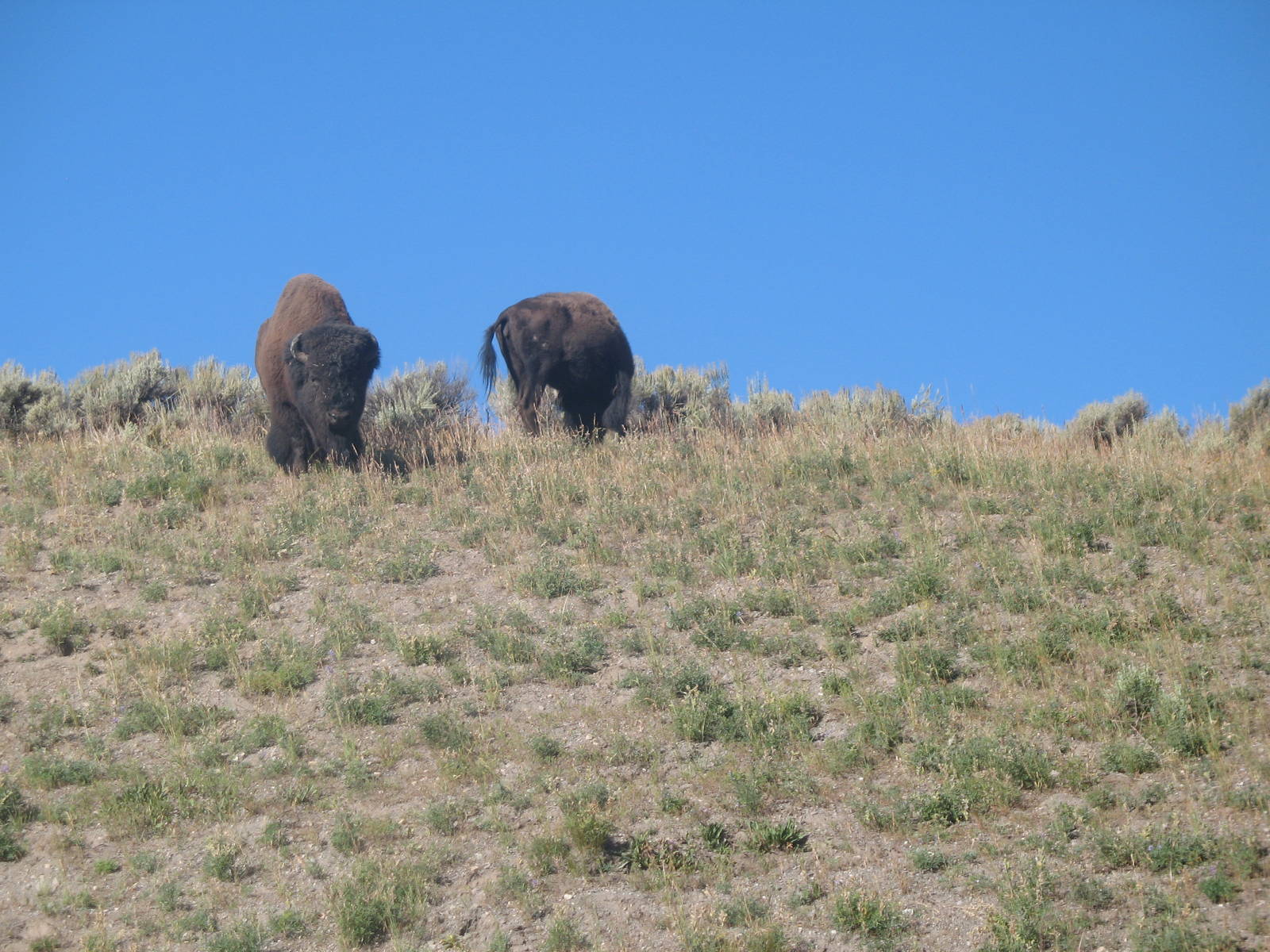 Yellowstone-Bison