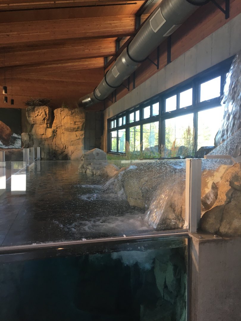 Yellowstone Cutthroat Trout Exhibit