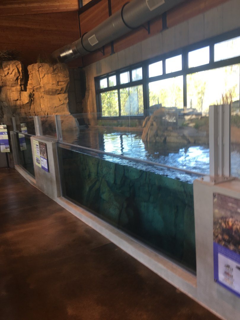 Yellowstone Cutthroat Trout Exhibit
