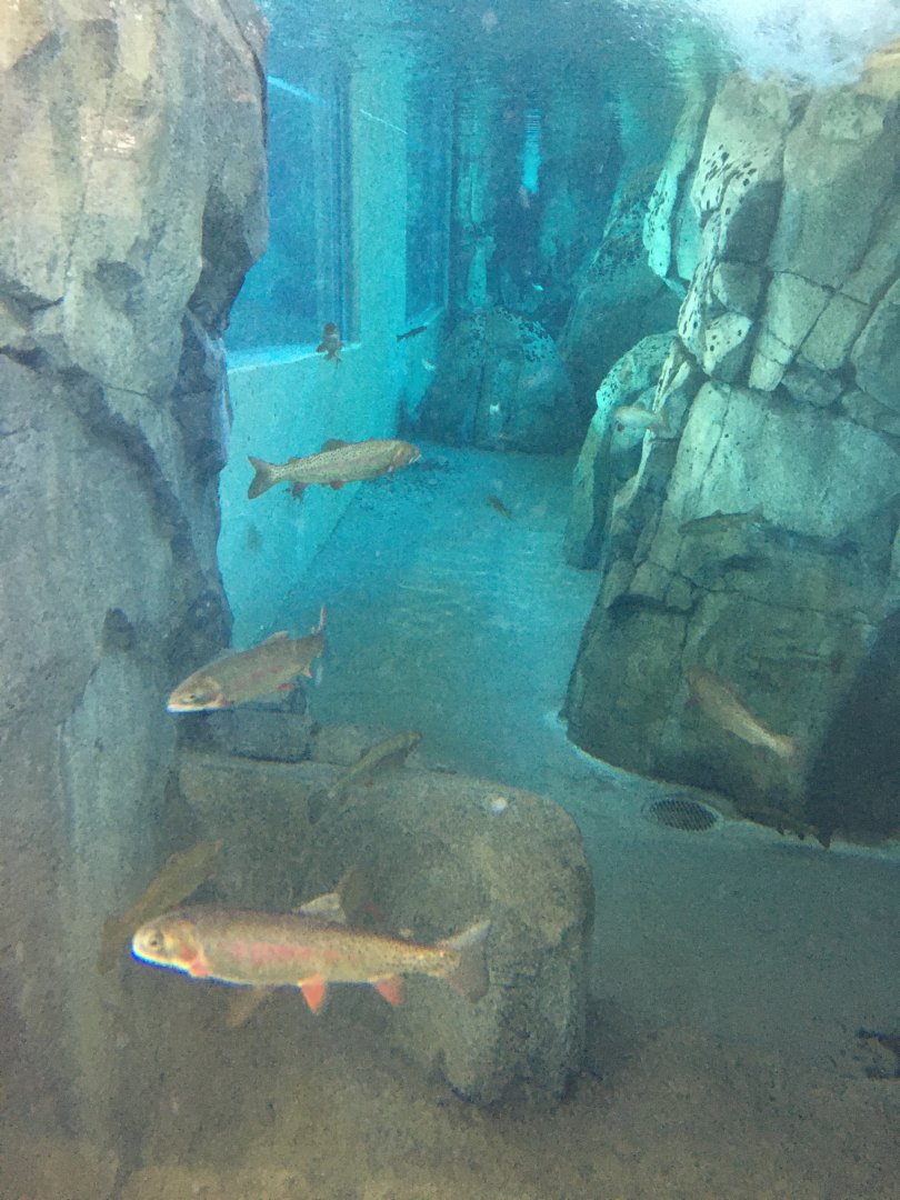 Yellowstone Cutthroat Trout
