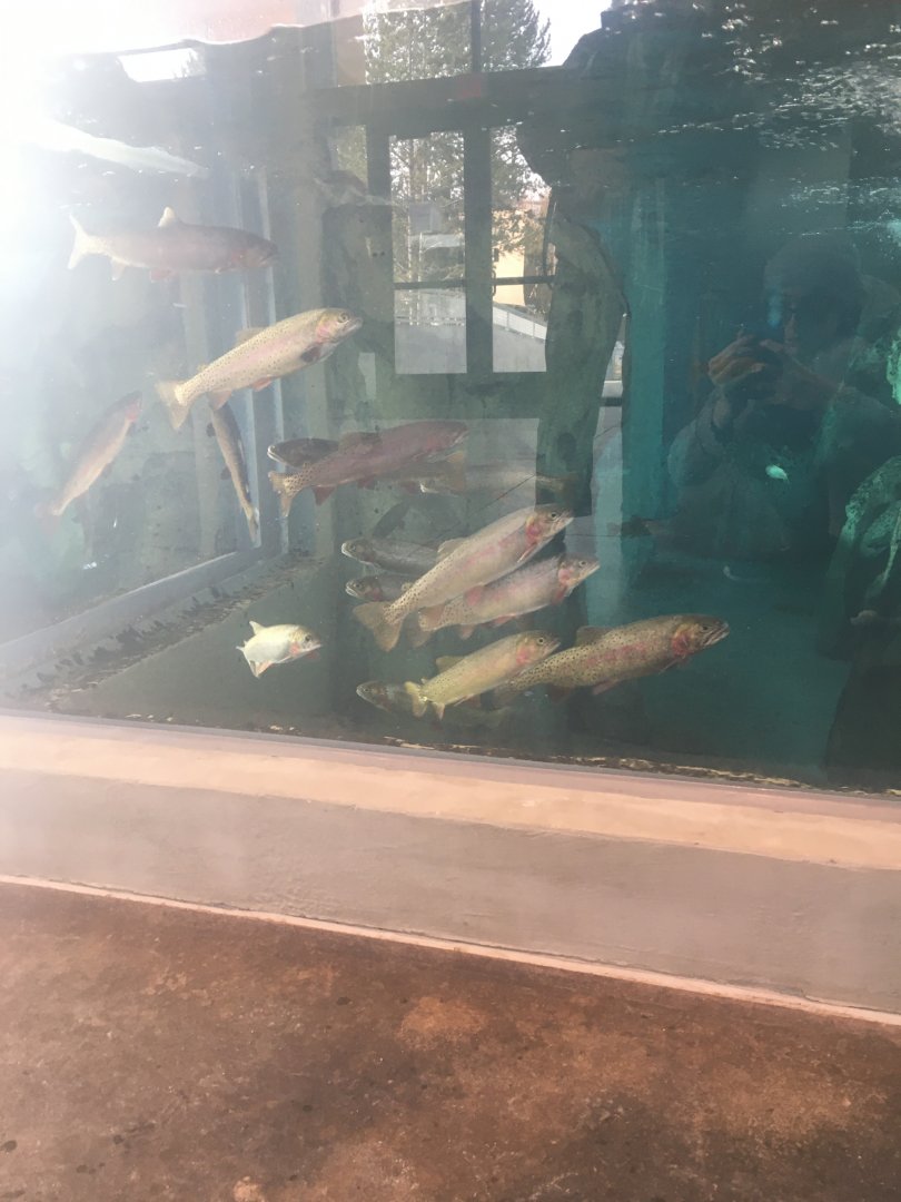 Yellowstone Cutthroat Trout