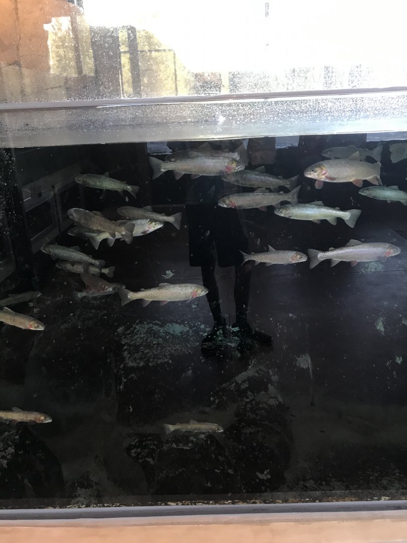 Yellowstone Cutthroat Trout