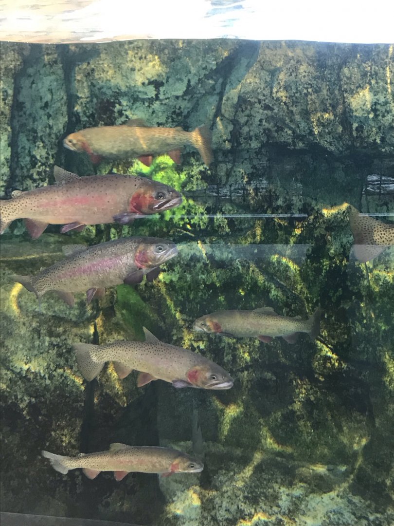 Yellowstone Cutthroat Trout