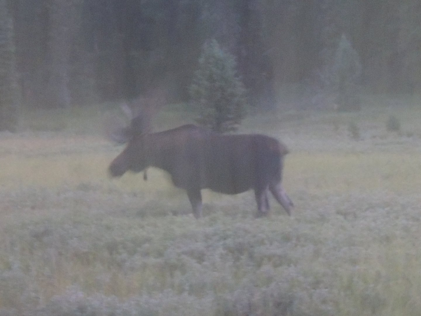 yellowstone moose