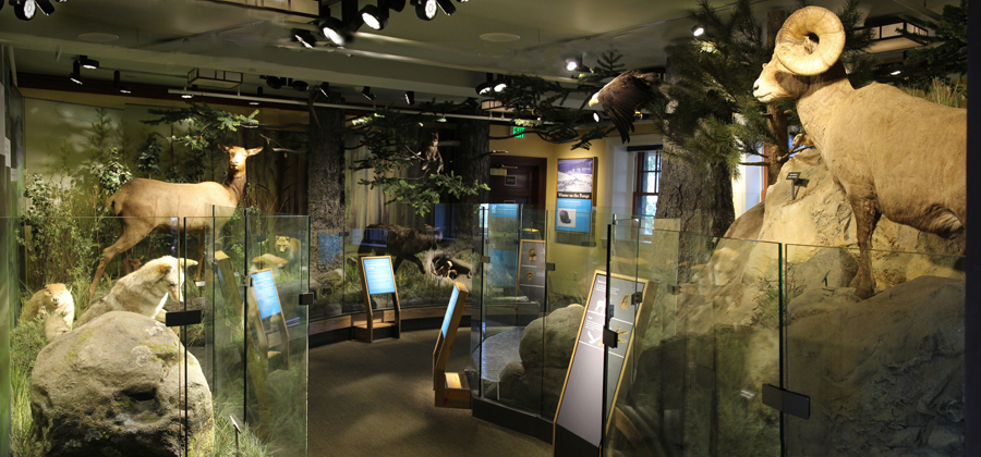 Yellowstone wildlife taxidermy